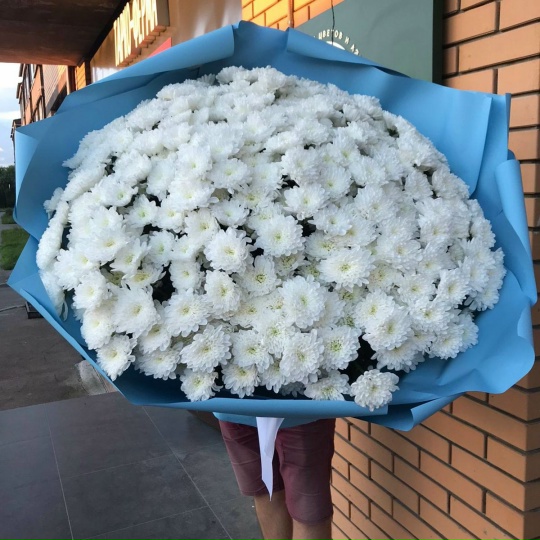 Фото #2.51 кустовая хризантема пушистик